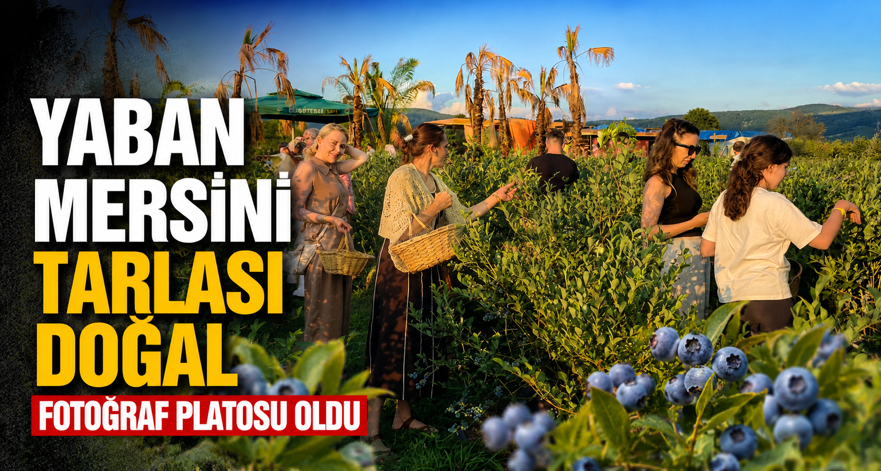 Kendi Sepetini Alan Bahçeye Koştu: Yaban Mersini Hasadına Yoğun İlgi