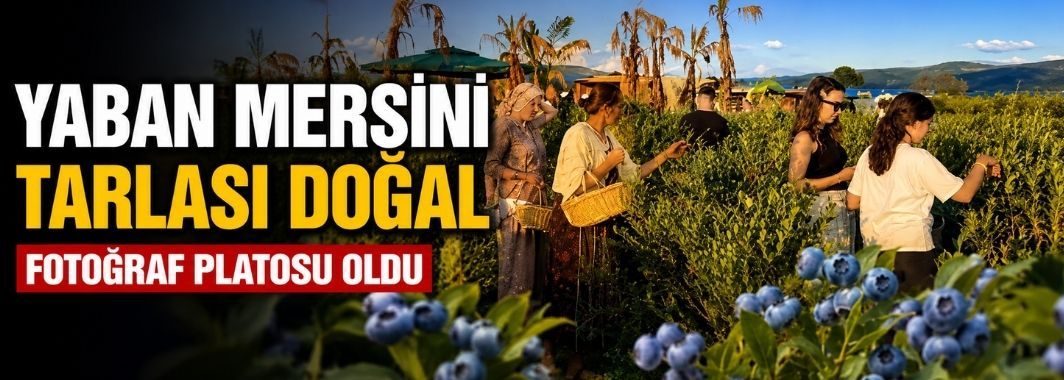 Kendi Sepetini Alan Bahçeye Koştu: Yaban Mersini Hasadına Yoğun İlgi