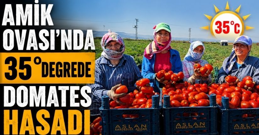 Amik Ovası'nda 35 derecede domates hasadı
