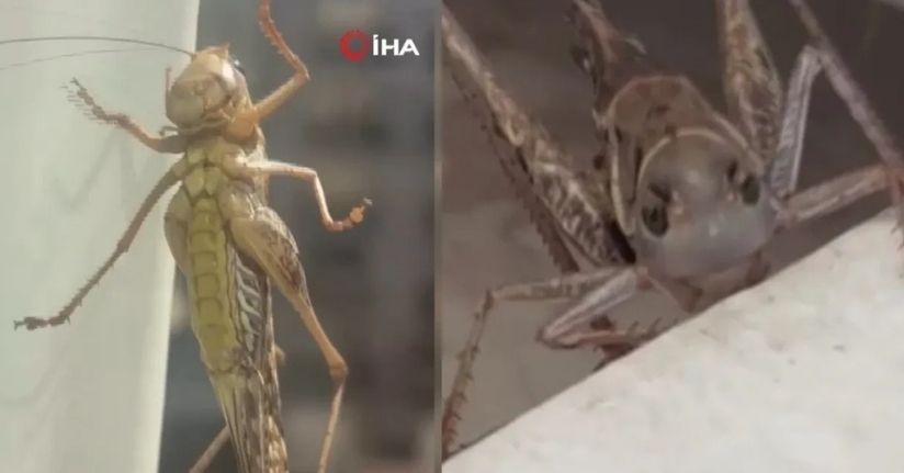 İstanbul’da evlere giren dev çekirgeler paniğe neden oldu