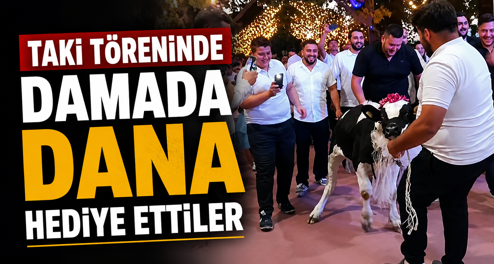 Takı töreninde damada dana hediye ettiler