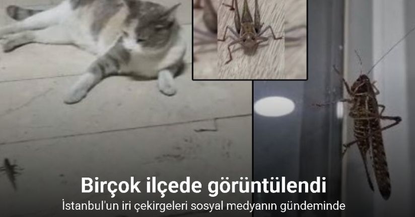 İstanbul’da dev çekirge hareketliliği: Birçok ilçede görüntülendi