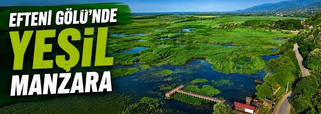 Efteni Gölü'nde 'yeşil manzara'