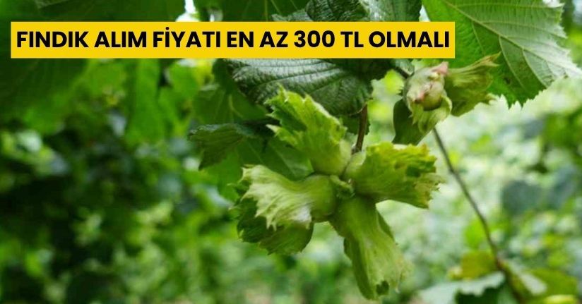 Fındık alım fiyatı en az 300 TL olmalı