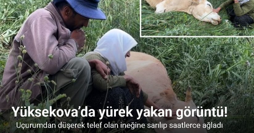 Yüksekova’da yürek yakan görüntü: Uçurumdan düşerek telef olan ineğine sarılıp saatlerce ağladı