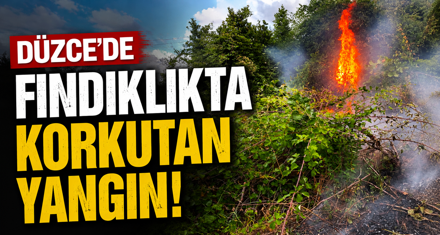 Düzce’de fındıklıkta korkutan yangın