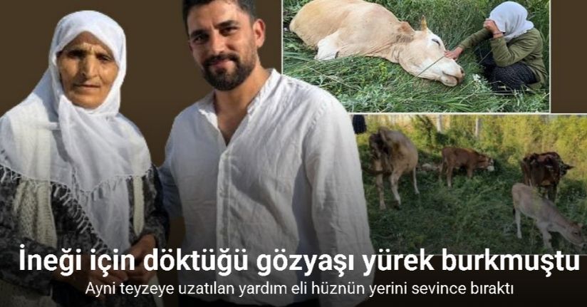 Uçurumdan düşen ineği için gözyaşı döken Ayni teyzeye yardım eli uzatıldı