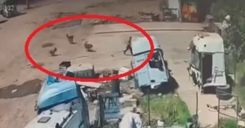 Başıboş köpeklerin saldırdığı çocuğu, babası ve amcası kurtardı