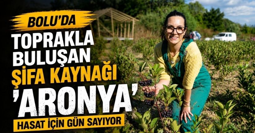 Bolu’da toprakla buluşan şifa kaynağı ’aronya’ hasat için gün sayıyor