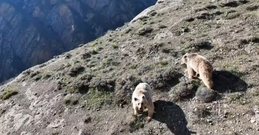 Erzincan’da ayı saldırısında yaralanan kişi ameliyata alındı