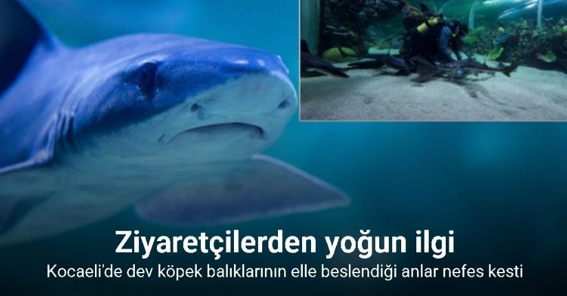 Köpek balıklarını elleriyle besliyorlar