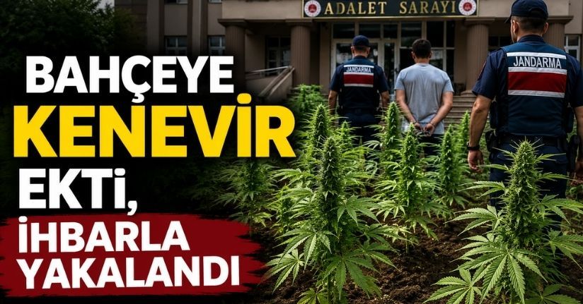 Bahçeye kenevir ekti, ihbarla yakalandı