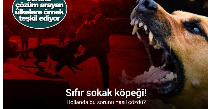 Sokak köpeklerine ilişkin tartışmalar, gözleri Hollanda modeline çeviriyor