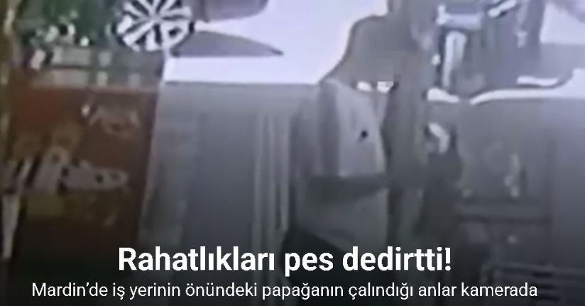 Mardin’de iş yerinin önündeki papağanın çalındığı anlar kamerada
