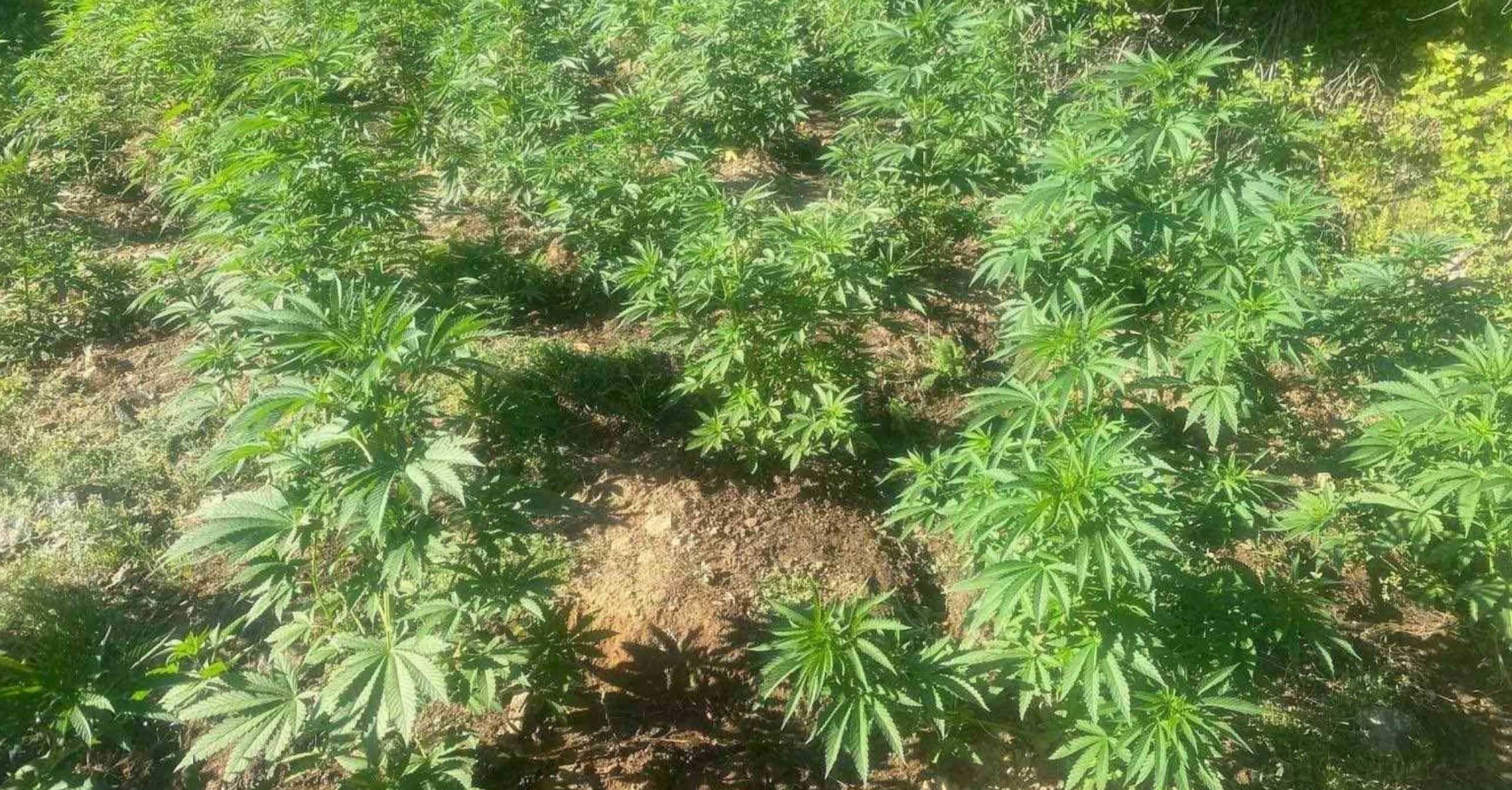 Bingöl’de 42 bin kök kenevir bitkisi ele geçirildi