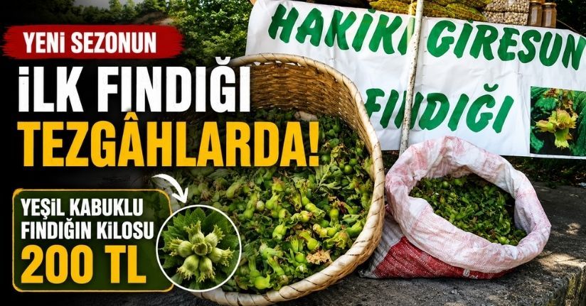 Yeni sezonun ilk fındığı tezgahlarda: Yeşil kabuklu fındığın kilosu 200 TL
