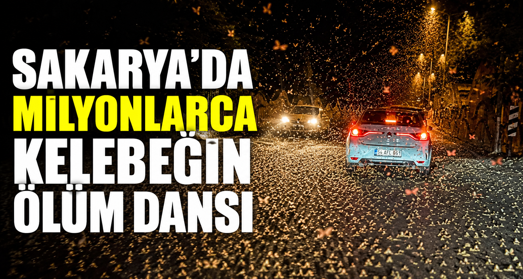 Sakarya'da milyonlarca kelebeğin ölüm dansı