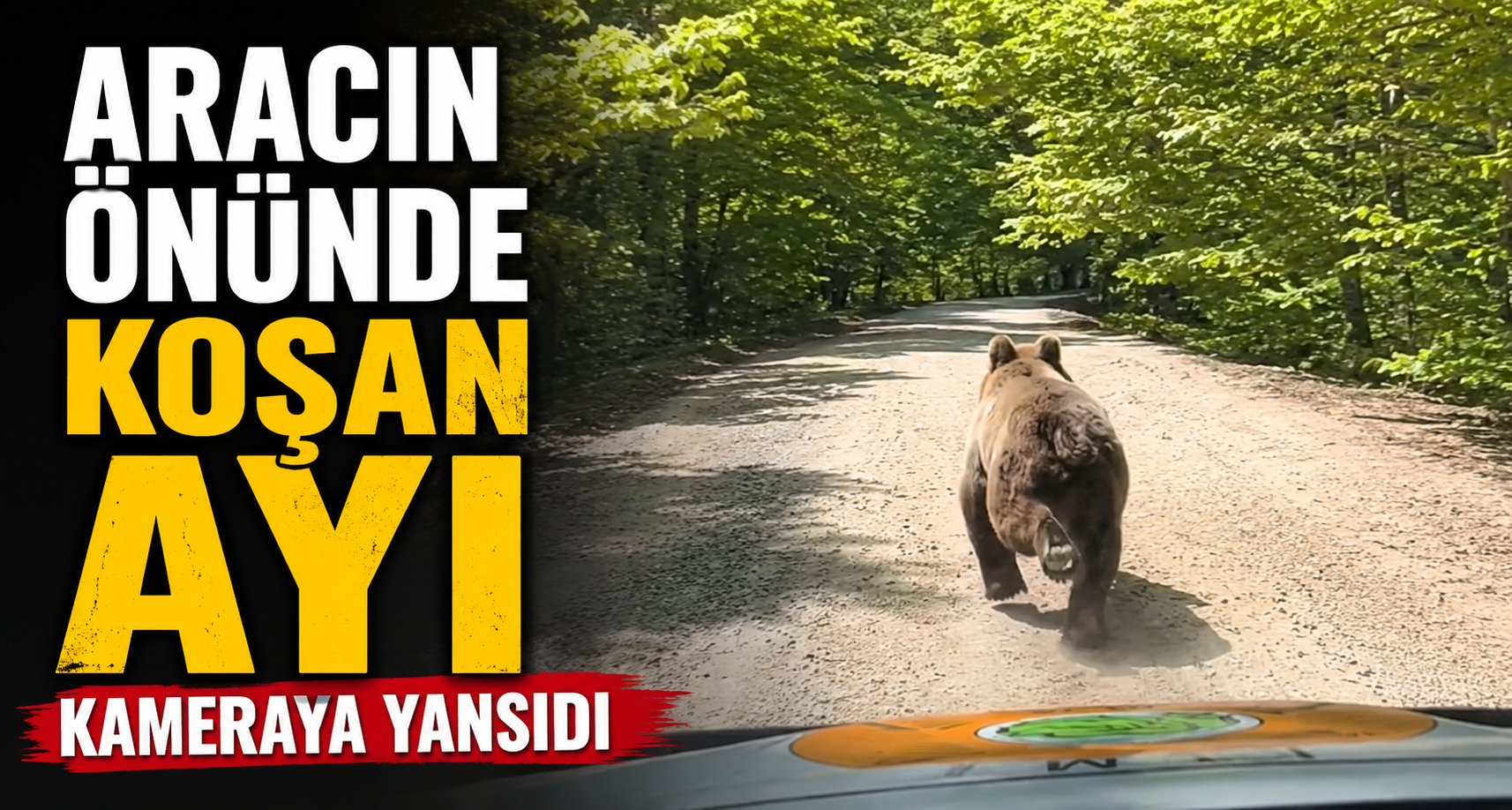  Aracın Önünde Koşan Ayı Kameraya Yansıdı