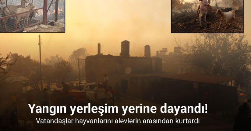 Yangın yerleşim yerine dayandı, vatandaşlar hayvanlarını alevlerin arasından kurtardı