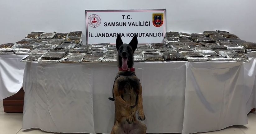 Samsun'da 132 kilo toz esrar ele geçirildi; 1 gözaltı
