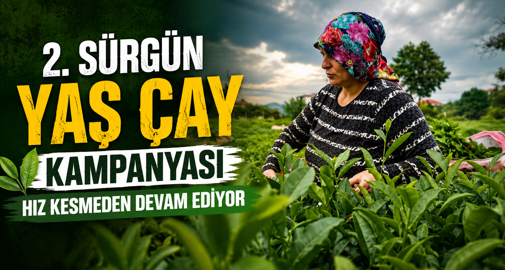 2. sürgün yaş çay kampanyası hız kesmeden devam ediyor