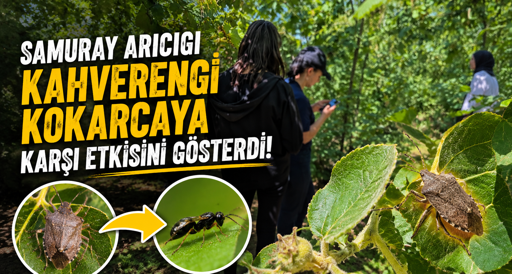 Samuray Arıcığı Kahverengi Kokarcaya karşı etkisini gösterdi