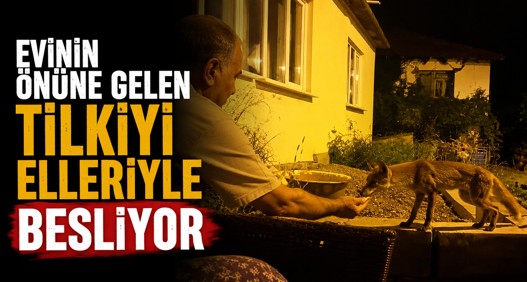 Evinin önüne gelen tilkiyi elleriyle besliyor