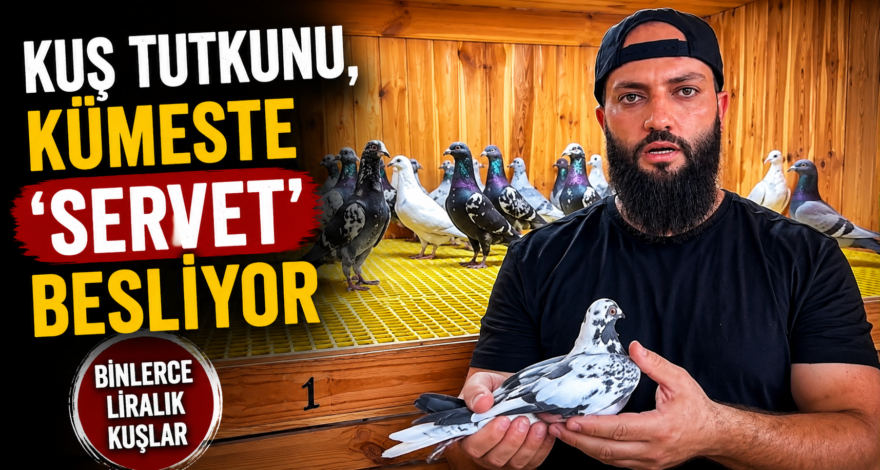 Kuş tutkunu, kümeste 'servet' besliyor
