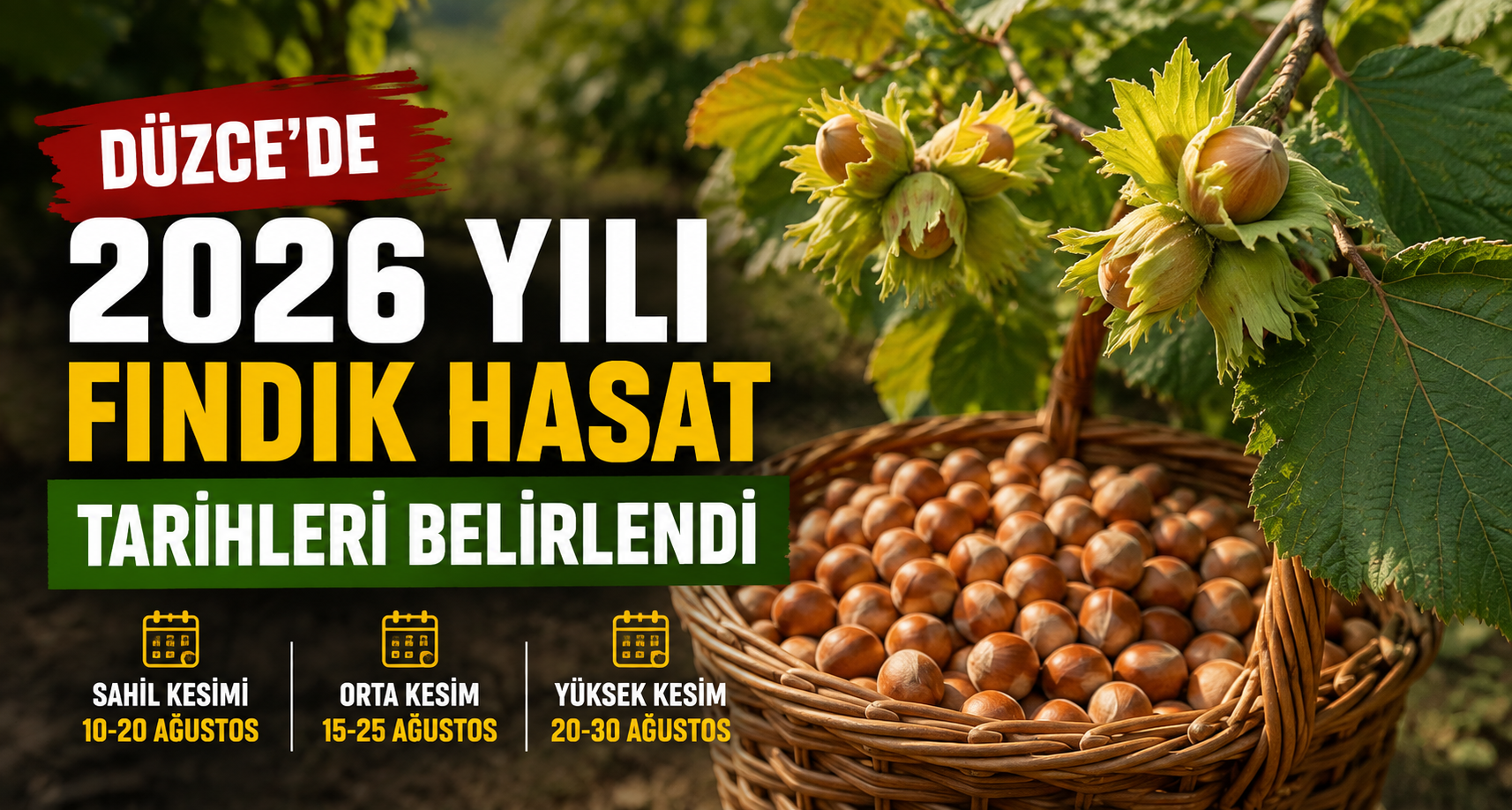 Düzce’de 2026 yılı fındık hasat tarihleri belirlendi