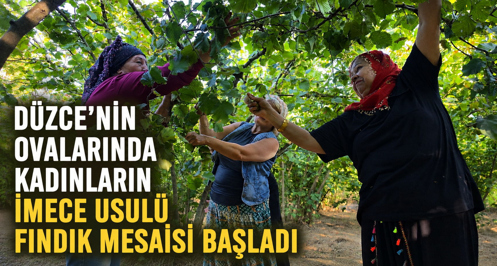 Düzce'nin ovalarında kadınların imece usulü fındık mesaisi başladı