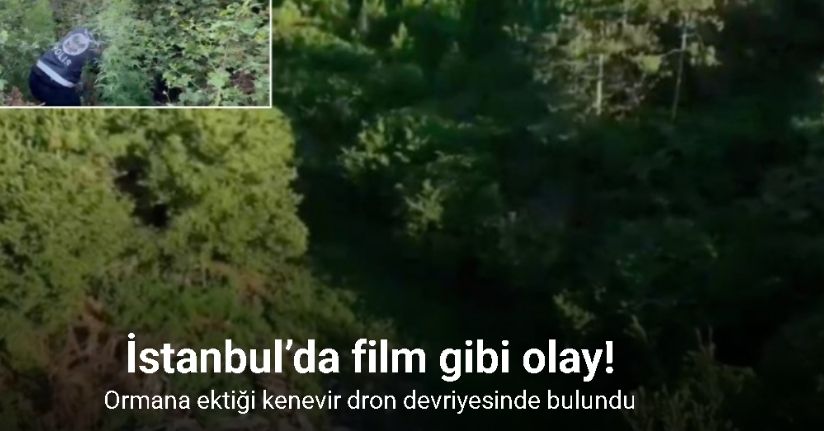 İstanbul’da film gibi olay, ormana ektiği kenevir dron devriyesinde bulundu