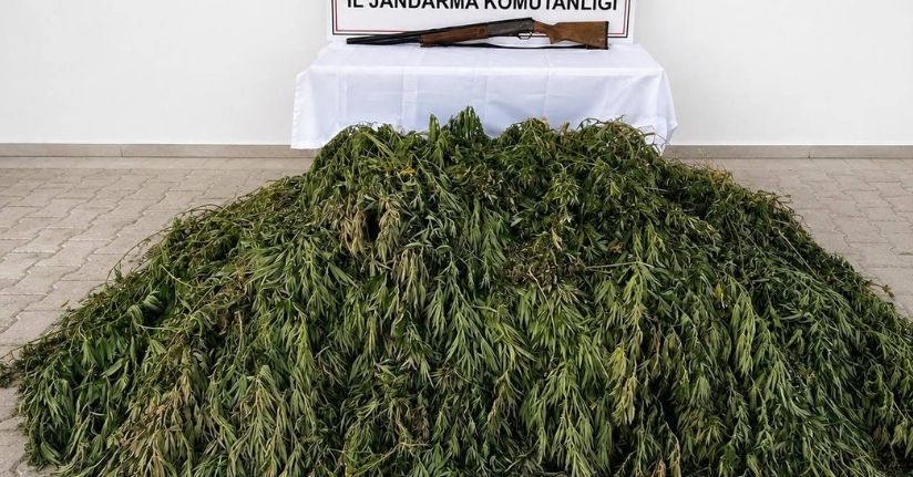 Şanlıurfa’da 610 kök kenevir ele geçirildi