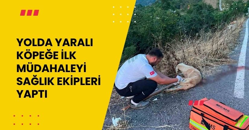 Yolda yaralı köpeğe ilk müdahaleyi sağlık ekipleri yaptı