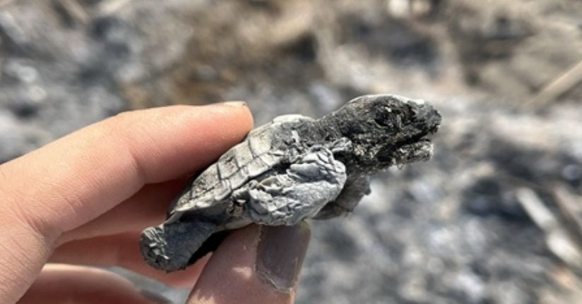 Kumsalda yakılan ateş, denize ulaşmaya çalışan yavru carettanın ölümüne neden oldu