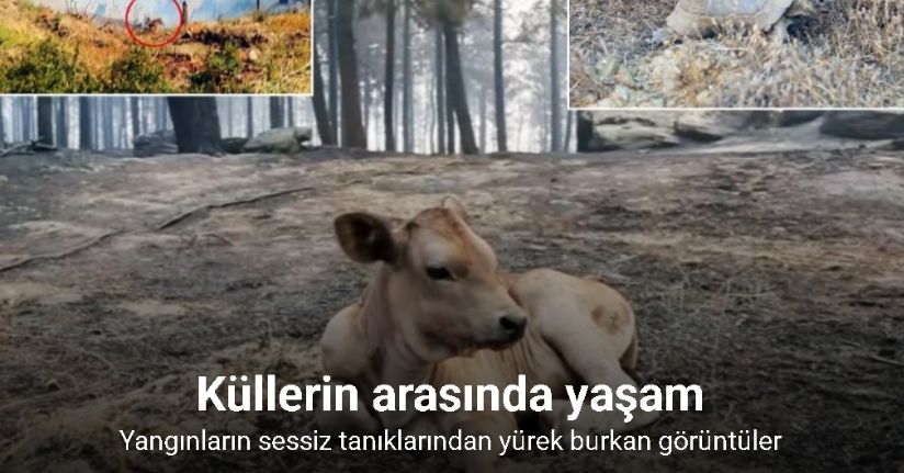 Yangınların sessiz tanıklarından yürek burkan görüntüler