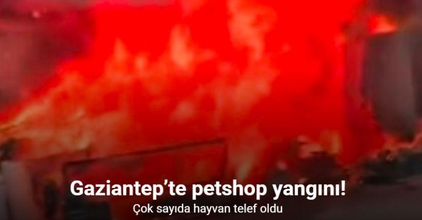 Gaziantep’te petshop yangını: Çok sayıda hayvan telef oldu