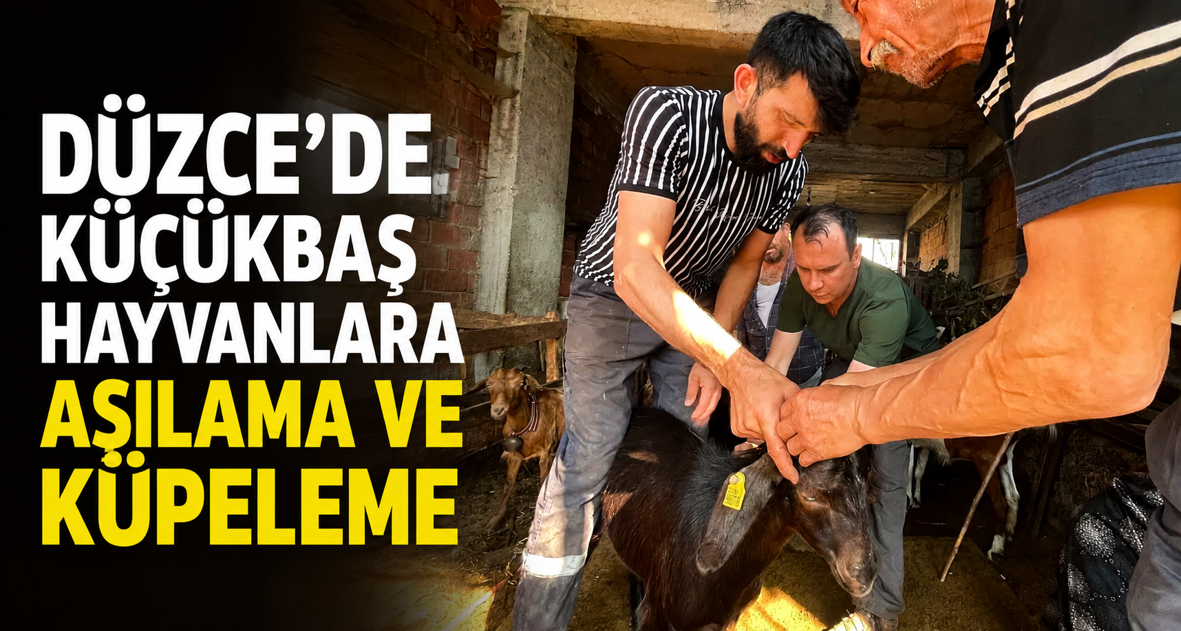 Düzce'de küçükbaş hayvanlara aşılama ve küpeleme