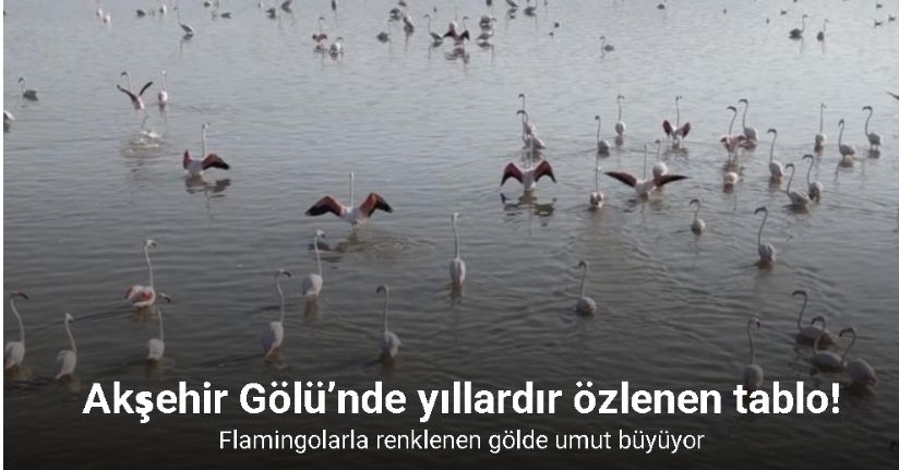 Aks¸ehir Go¨lu¨’nde yıllardır özlenen tablo: Flamingolarla renklenen gölde umut büyüyor