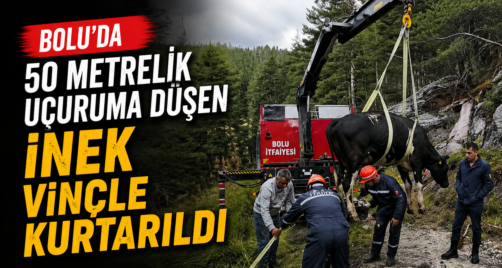 Bolu’da 50 metrelik uçuruma düşen inek vinçle kurtarıldı