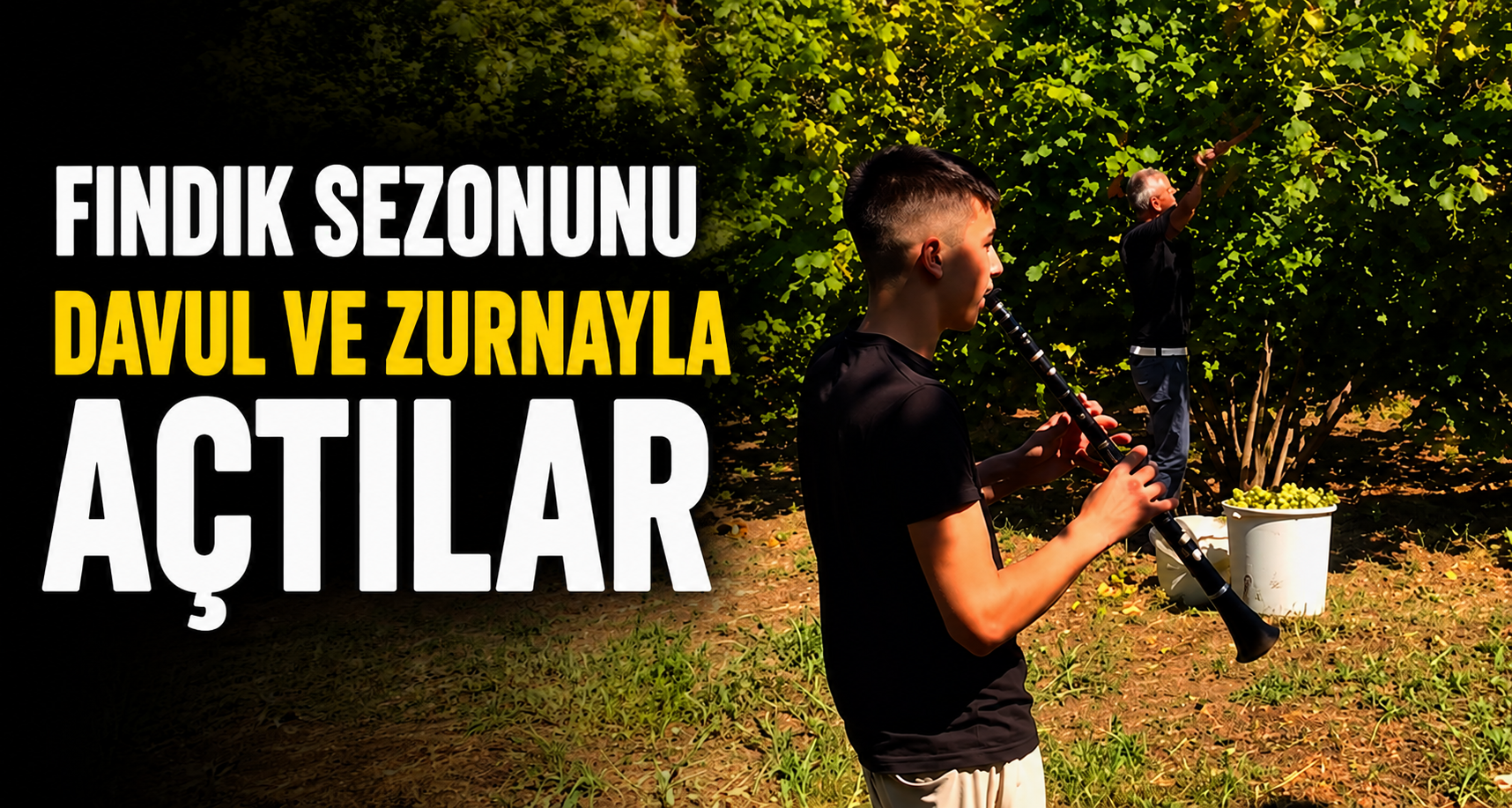 Fındık sezonunu davul ve zurnayla açtılar