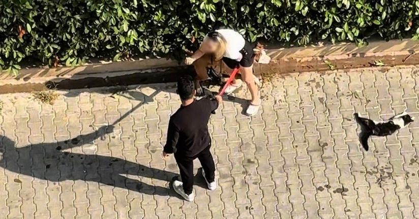 Ağızlıksız gezdirilen Pitbull kediyi parçaladı: Sahibi ’polisi aramayın’ diye yalvardı