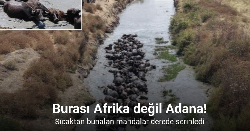 Burası Afrika değil Adana: Sıcaktan bunalan mandalar derede serinledi