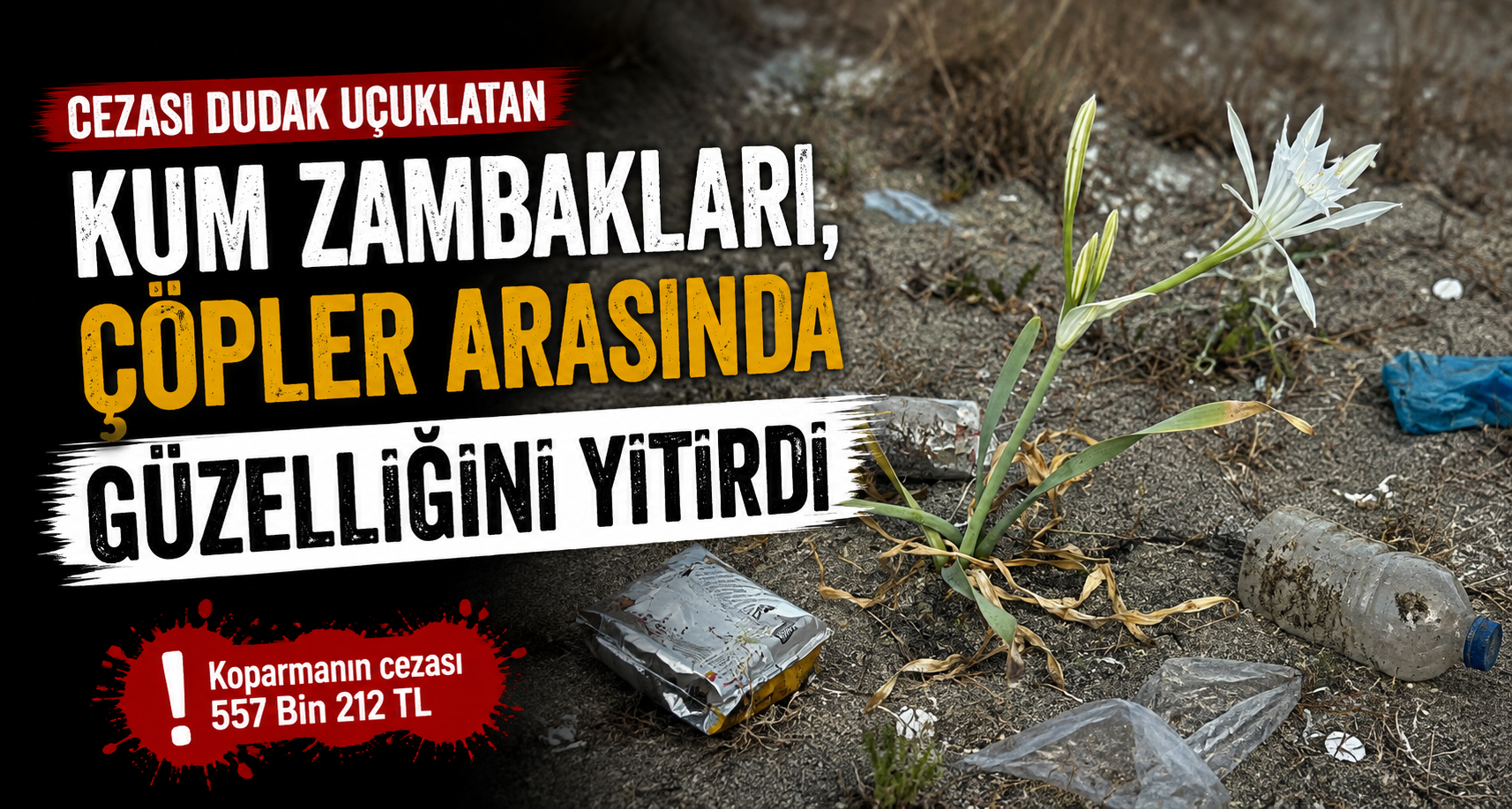 Cezası dudak uçuklatan kum zambakları, çöpler arasında güzelliğini yitirdi