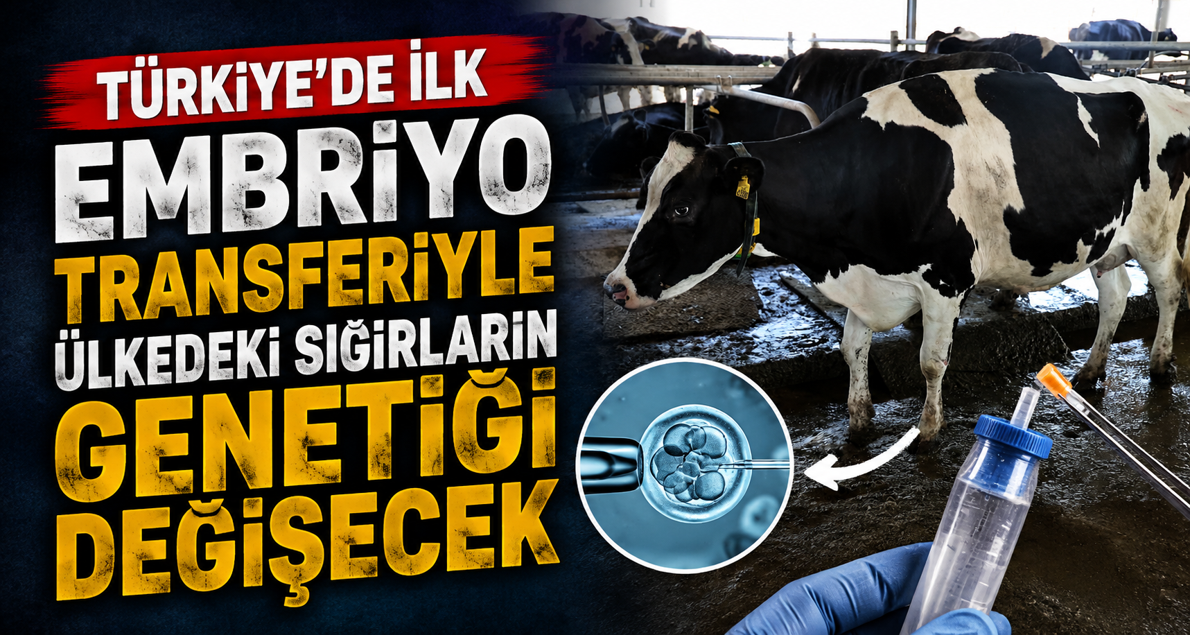 Türkiye’de ilk: Embriyo transferiyle ülkedeki sığırların genetiği değişecek
