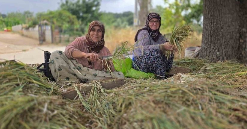 Türkiye’nin pırasa ambarında üretim mesaisi sürüyor