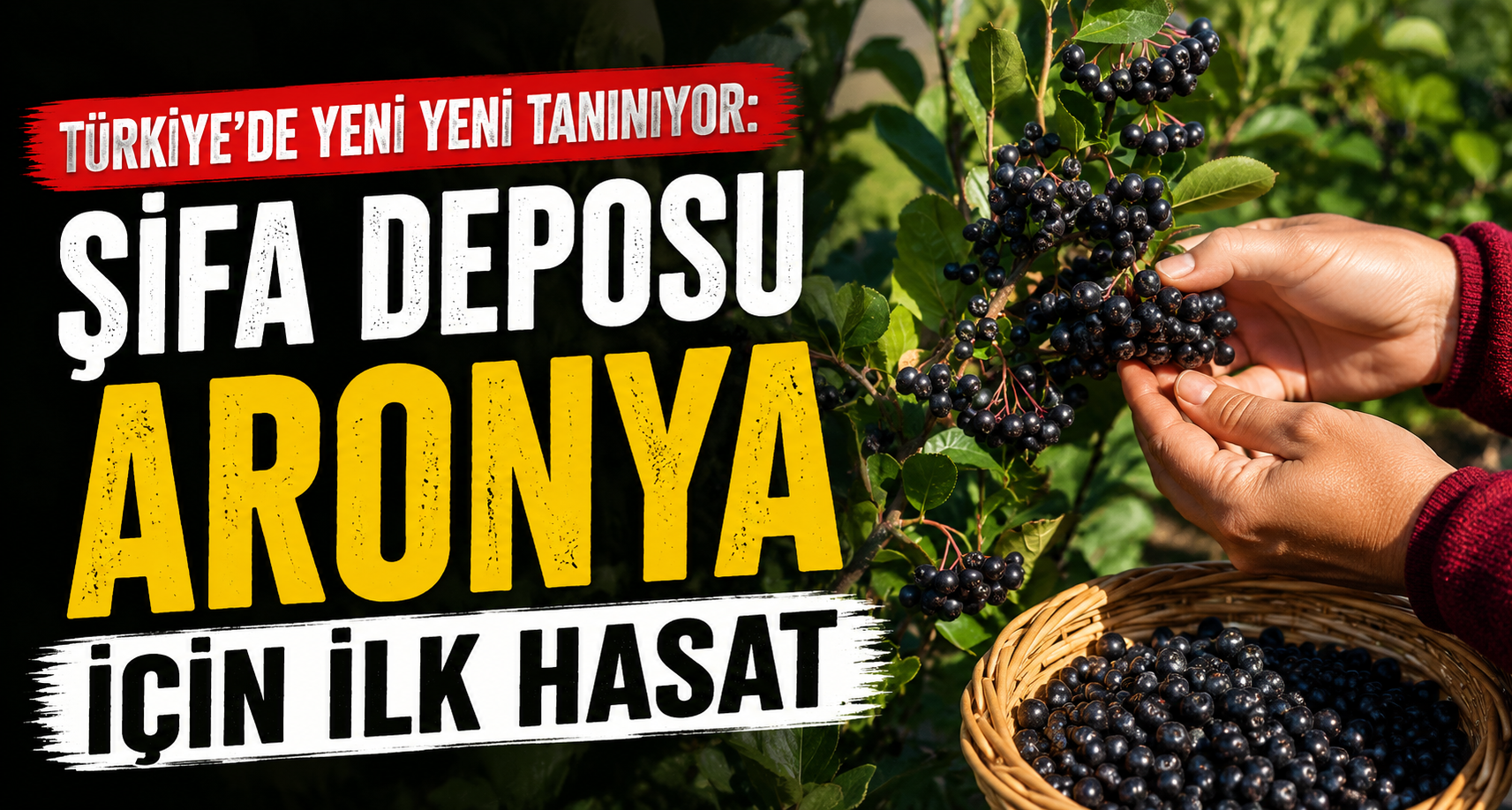 Türkiye’de yeni yeni tanınıyor: Şifa deposu aronya için ilk hasat