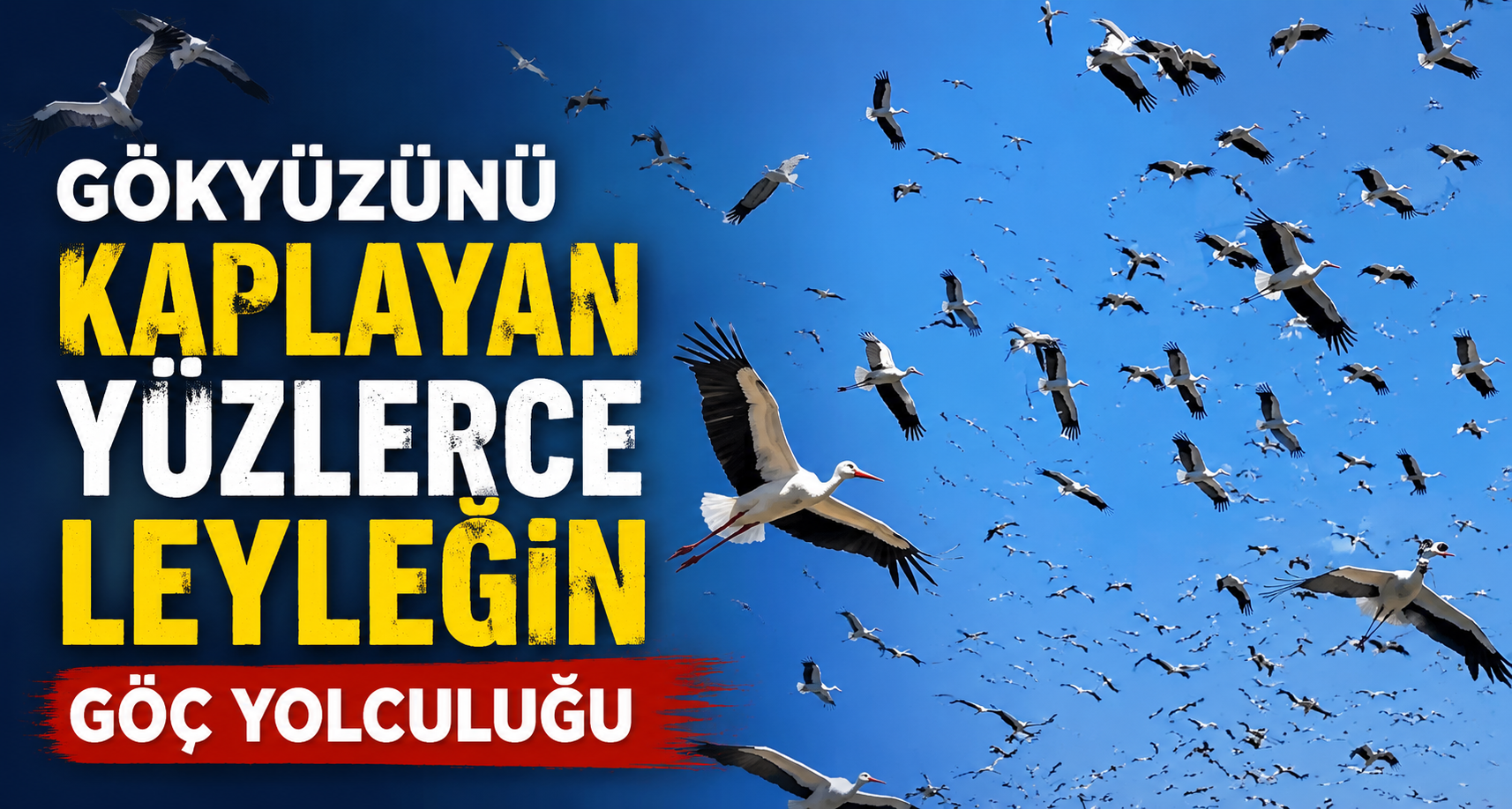 Gökyüzünü kaplayan yüzlerce leyleğin göç yolculuğu