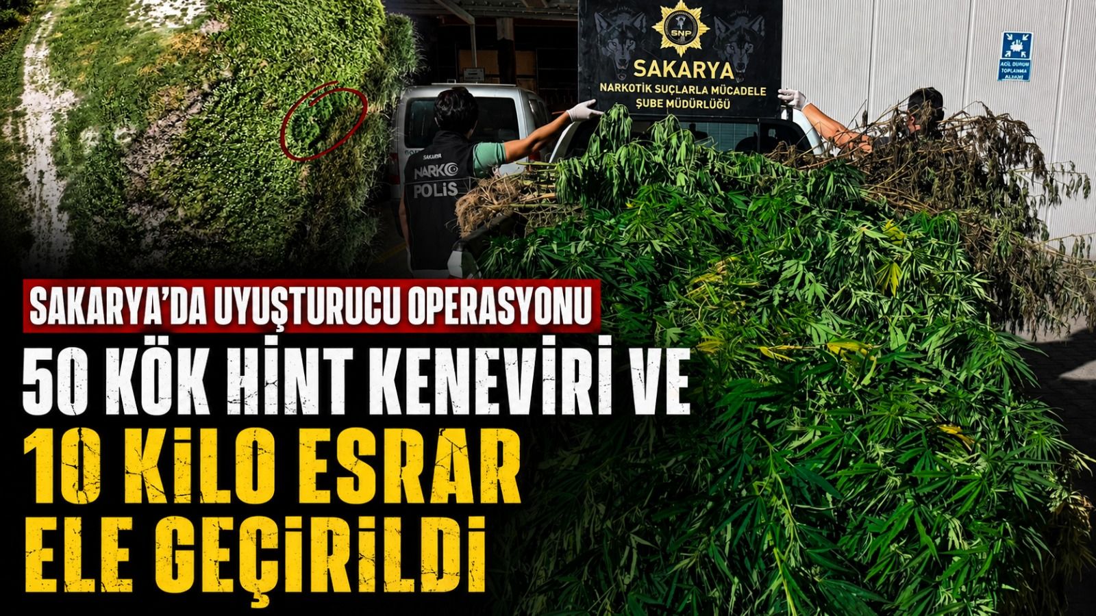 Sakarya'da Uyuşturucu Operasyonunda 50 Kök Hint Keneviri Ele Geçirildi