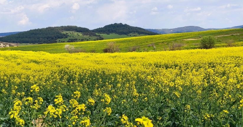  Trakya'nın 'sarı altın çiçeği' kanola, yılın kazandıran ürünü oldu