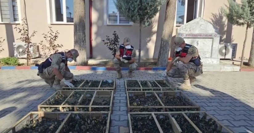 Suriye’ye geçirilmek istenen 2 bin 114 saka kuşuna 19 milyon 871 bin TL ceza